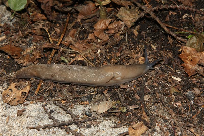 Limax strobeli (?) in comune di Sorico (CO)